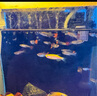 寵小俠純種孔雀魚觀賞魚好養(yǎng)耐活淡水小型魚熱帶魚鳳尾熱帶魚小魚苗 20條小型魚混養(yǎng)套餐1 曬單實(shí)拍圖