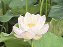 九陽新款家用輕音全自動1.2L多功能預(yù)約豆?jié){機2-3人榨汁機料理輔食機五谷雜糧破壁機P203政府補貼 曬單實拍圖