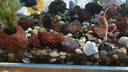 純天然溪流沙石原生魚缸鋪底石砂鵝卵石小石頭造景裝飾底砂龜缸 溪流石6-9毫米10斤(廠長推薦) 曬單實拍圖