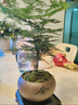 花行榜盆栽植物室內(nèi)花卉綠植 精品小文竹+四方瓷盆+底座+苔蘚源頭直發(fā) 曬單實拍圖
