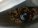 偉嘉成貓貓糧3.6kg吞拿魚(yú)及三文魚(yú)口味布偶加菲英短貓咪成貓全價(jià)糧 曬單實(shí)拍圖