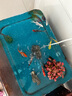 三色錦鯉魚活體觀賞魚活魚小型大型易養(yǎng)冷水淡水魚錦鯉易活金魚 6-8CM紅白三色黑白黃紅共6條 曬單實拍圖