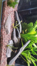 尼奧光 NEO-HELIOS魚缸燈水草燈LED燈S3proRGB植物光譜 13W新款尼奧S3pro+【高亮自然版雙倍亮度】 曬單實(shí)拍圖