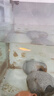 寵小俠小型熱帶魚(yú)斑馬魚(yú)燈科魚(yú)魚(yú)苗活體觀(guān)賞魚(yú)淡水好養耐活寶蓮燈孔雀魚(yú) 今日特惠混色斑馬30條 限時(shí)優(yōu)惠 曬單實(shí)拍圖