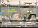泰國斗魚(yú)婚紗仙女款半月純白超美母魚(yú)網(wǎng)紅寵物淡水小型熱帶觀(guān)賞魚(yú) A級精品粉白色-送魚(yú)糧 曬單實(shí)拍圖