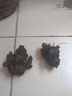 春枝韻牡丹花苗盆栽牡丹大苗纏枝花帶花苞觀賞牡丹花種重瓣牡丹大花樹苗 花王紅牡丹花苗3-6分叉 曬單實拍圖