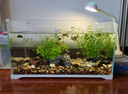 森森 超白玻璃小魚(yú)缸HWK-600P裸缸款水草缸金魚(yú)缸小型水族箱水草缸  曬單實(shí)拍圖