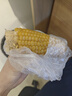 卉雙  新鮮東北黃糯玉米裝黏糯粘鮮嫩甜糯玉米真空包裝甜黏糯玉米棒 黃糯  10只裝 優(yōu)選（單個(gè)200g以上） 曬單實(shí)拍圖