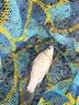 鄧剛主攻釣魚(yú)餌料野釣專(zhuān)用通殺鯽魚(yú)鯉魚(yú)鳊魚(yú)必爆護超誘魚(yú)食魚(yú)餌料 買(mǎi)5 送5【狂拉千斤魚(yú)】10包裝 曬單實(shí)拍圖