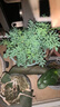 蕓香草臭草植物賊仔草盆栽室外陽臺菜園四季花苗臭艾驅(qū)蚊驅(qū)蛇食用 蕓香草小顆 不帶盆 曬單實(shí)拍圖
