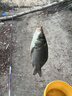 漢鼎釣魚(yú)竿手竿超輕魚(yú)桿碳纖維手桿速戰極鯉魚(yú)竿京東自營(yíng)漁具官方旗艦 曬單實(shí)拍圖