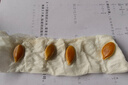 南瓜苗帶土幼苗壽光特大南瓜苗秧帶土球巨無(wú)霸觀(guān)賞食用南瓜種子籽 壽光基地直發(fā)巨無(wú)霸特大南瓜苗 #01#特大南瓜種子10粒+1包肥 曬單實(shí)拍圖