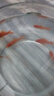 西洲曲金魚觀賞魚活魚魚苗冷水魚小型魚淡水魚好養(yǎng)耐活新手魚闖缸飼料魚 3-5cm草金魚10條送2條備損送魚食 曬單實拍圖