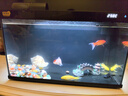獨寵你森森同款超白魚(yú)缸小型免換水生態(tài)魚(yú)缸一體缸自循環(huán)自動(dòng)喂食LE480B 曬單實(shí)拍圖