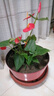 綠有意紅掌盆栽植物室內(nèi)花卉好養(yǎng)土培一帆風(fēng)順大盆水養(yǎng)四季常青綠植 帶花紅掌5-8朵原盆+肥 曬單實(shí)拍圖
