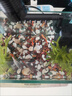 寵小俠純種孔雀魚(yú)觀(guān)賞魚(yú)好養耐活淡水小型魚(yú)熱帶魚(yú)鳳尾熱帶魚(yú)小魚(yú)苗 練手孔雀2-3cm15條（10送5備損） 曬單實(shí)拍圖