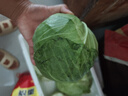 高原夏菜新鮮包菜卷心菜綠甘南菜甘藍圓白菜時(shí)令蔬菜健康營(yíng)養早餐 1.5斤-2斤高端標準菜 曬單實(shí)拍圖