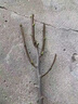 玉蘭花樹(shù)苗紫玉蘭樹(shù)地栽庭院行道樹(shù)綠化苗木地栽開(kāi)花樹(shù)苗南北種植 優(yōu)質(zhì)苗紫色：3公分【樹(shù)形一般】 曬單實(shí)拍圖