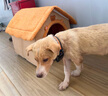 阿柴與貓封閉式貓窩大房子小型犬狗窩睡覺(jué)貓狗屋可拆洗四季通用寵物窩 曬單實(shí)拍圖