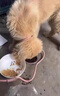 瑞美貝狗狗細(xì)小專用藥治療預(yù)防犬瘟熱細(xì)小病毒拉稀便血精神不振腹瀉發(fā)燒 3盒 150ml 特效【專治細(xì)小】買2送1 曬單實(shí)拍圖