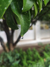 米家（MIJIA）小米米家臺(tái)燈2Lite【國(guó)家補(bǔ)貼】學(xué)生兒童學(xué)習(xí)閱讀保護(hù)視力燈具 曬單實(shí)拍圖