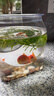 高透加厚魚(yú)缸 斗魚(yú)金魚(yú)缸帶底托一體型耐摔客廳懶人桌面生態(tài)缸 升級款大號底座魚(yú)缸【高透/久用不糊】 曬單實(shí)拍圖