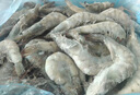 百年漁港海捕對蝦超大鹽凍只只分離白蝦  30-40規格 凈蝦重4斤 60-80只 曬單實(shí)拍圖