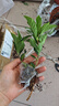 小盆梔子花盆栽四季開(kāi)花不帶花苞室內綠蘿水培花卉綠植物好養易活 20-30cm【1株】好多月開(kāi)花 濃香型梔子花【帶花苞】10天開(kāi)花 曬單實(shí)拍圖