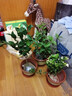 茉莉花苗盆栽帶花苞九里香老樁驅蚊花卉植物室內濃香四季開(kāi)花好養 大份茉莉花【4-6顆】花苞飽滿(mǎn) 不含盆 曬單實(shí)拍圖