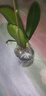蝴蝶蘭花苗帶花苞客廳辦公室室內(nèi)桌面裝飾花卉植物四季好養(yǎng)盆栽 寶貝蝴蝶蘭-裸苗（帶花苞+半開放） 曬單實拍圖