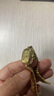 飛亞達（FIYTA）“小金表”傾城系列女士石英表復古輕奢生日禮物送女友 【顯白】間金竹節款 曬單實(shí)拍圖