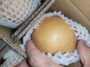 京地達山東秋月梨凈重5斤單果400g+新鮮生鮮水果 脆甜梨子 源頭直發(fā)包郵 曬單實(shí)拍圖