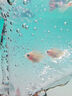 桃心金波子阿凡達鳳凰魚(yú)皮卡丘寶籃球熱帶觀(guān)賞魚(yú)活體熱帶魚(yú)觀(guān)賞魚(yú) 1.5-2cm中號金波子2條 曬單實(shí)拍圖