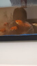 闊庭（KUOTING）魚缸水族箱生態(tài)桌面魚缸新款懶人魚缸生態(tài)造景過濾制氧一體機黑色 曬單實拍圖