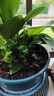 金鉆盆栽水培大葉綠公主植物室內綠植桌面好養綠蘿甲醛客廳 金鉆綠植盆栽 金鉆吸醛省心一盆3-5顆15-20厘米 曬單實(shí)拍圖