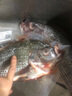 翔泰海南三去羅非魚(yú)/海南鯛1400g/共4條免處理 生鮮魚(yú)類(lèi) 海鮮水產(chǎn)  曬單實(shí)拍圖