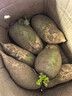水果蘿卜新鮮沙窩蘿卜青蘿卜生吃脆沙窩蘿卜新鮮綠蘿 新鮮水果蘿卜10斤 帶箱 曬單實(shí)拍圖