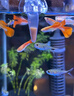 YEE冷凍豐年蝦免孵化新鮮幼蟲(chóng)幼魚(yú)開(kāi)口水母飼料小型魚(yú)食熱帶魚(yú)料脫殼 0.5毫升10支體驗裝【送吸管+喂食器】 曬單實(shí)拍圖