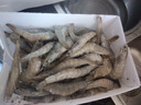 鮮享純【青島蝦】超大蝦新鮮大蝦冷凍鮮活青島大蝦批發(fā)整箱基圍蝦青蝦 15-17厘米鮮蝦速凍 3斤(凈重) 曬單實(shí)拍圖