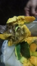 集南鮮 凱特芒果 四川攀枝花芒果當季大青皮黃皮大芒果新鮮水果整箱 含箱10斤  單果500g起  凈重9斤 曬單實(shí)拍圖