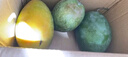 京鮮生 攀枝花凱特芒果 凈重8.5斤 帶箱9斤 單果500g+ 生鮮水果源頭直發(fā) 曬單實(shí)拍圖