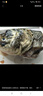 跑山密水農家【冰鮮】水庫胖頭魚(yú)5斤 新鮮花鰱 現殺活魚(yú)燒烤 寶寶食材源頭直發(fā) 曬單實(shí)拍圖