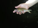 柏鯊 釣魚竿套裝組合手竿海竿魚桿新手魚具釣魚裝備全套漁具垂釣用品 3.6+4.5手竿+簡易版25件套 曬單實(shí)拍圖