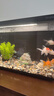 當(dāng)貝智能生態(tài)魚缸1Ultra 一體缸自循環(huán)雙過濾AI托養(yǎng)懶人家用桌面魚缸 曬單實拍圖