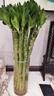 京云夢(mèng)富貴竹龍竹水易養(yǎng)植物盆栽招財(cái)轉(zhuǎn)運(yùn)竹40龍竹10根不含瓶源頭直發(fā) 曬單實(shí)拍圖