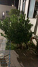 森活地沃園林植物專(zhuān)用肥料苗木草坪綠植球場(chǎng)園林氮磷鉀復合肥混肥50斤 曬單實(shí)拍圖