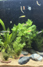 森森 超白玻璃智能桌面魚缸一體缸自循環(huán)HE-480 曬單實拍圖