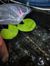 水培一葉蓮浮萍迷你水草凈化水質魚缸造景睡蓮花水生水養(yǎng)花卉植物 一葉蓮 【5片裝】尺寸8-11厘米 曬單實拍圖
