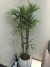 臨雅金山棕竹盆栽大型室內植物客廳電視柜旁綠植好養易活盆栽盆景花卉 棕竹1.4-1.5米高 【原盆】 曬單實(shí)拍圖