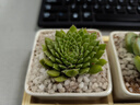 兩腿跑【送貨上門(mén)】教師節多肉植物帶盆桌面盆栽組合綠植花卉幼兒園盆栽 簡(jiǎn)約3盆(帶盆栽好) 曬單實(shí)拍圖